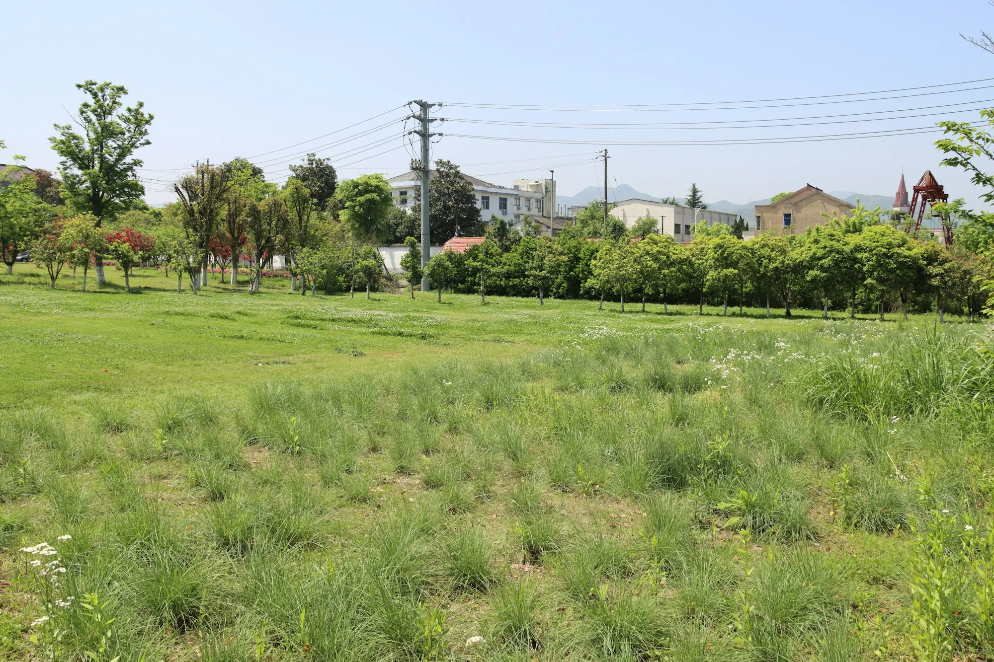 Vacant grassy lot near a neighborhood