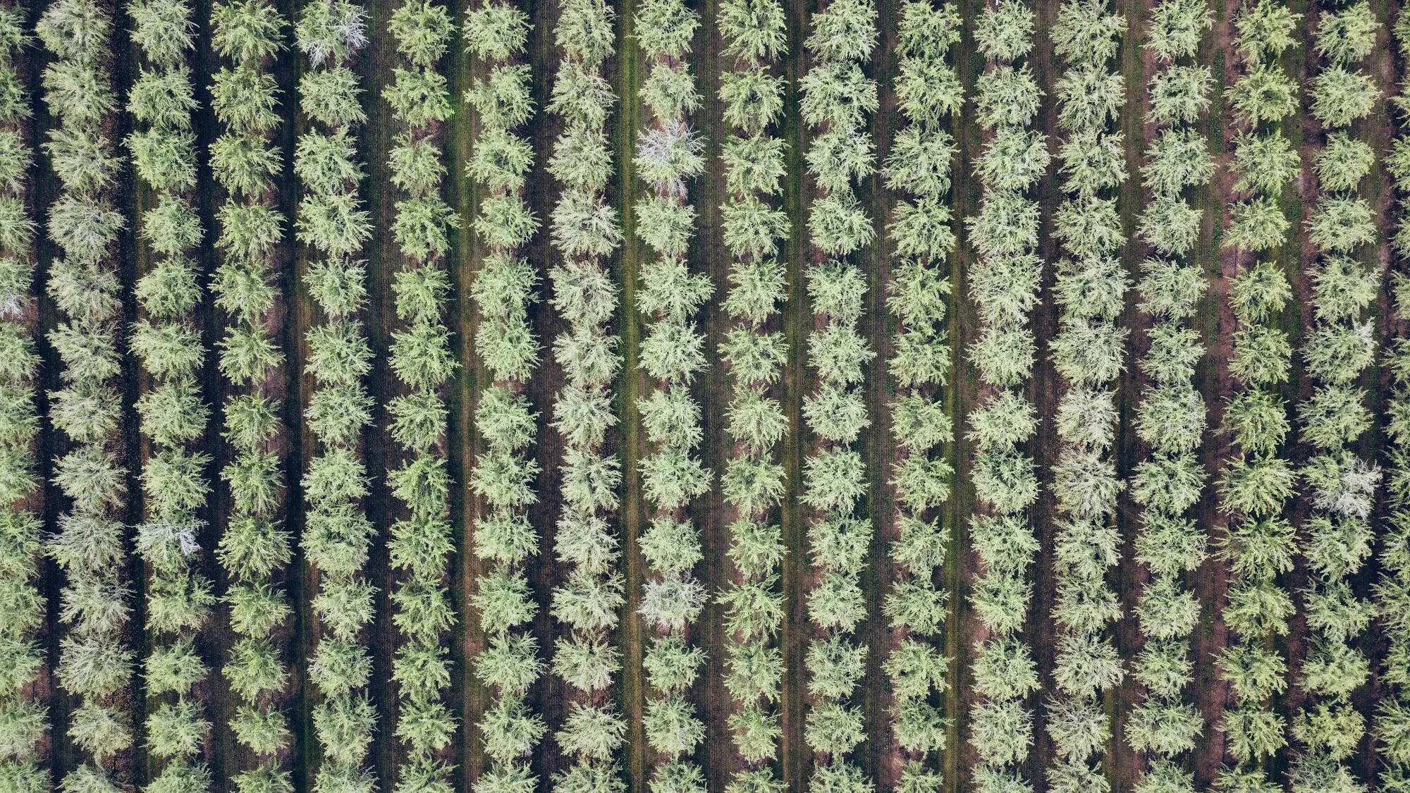 Aerial view of straight crop rows in a farm field
